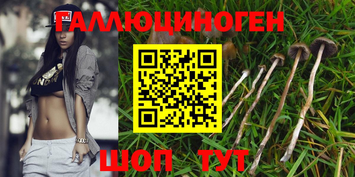 Петропавловск-Камчатский  Галлюциногенные грибы Cubensis  Вход с VPN 